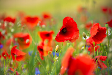 Field of blooming poppies and other wild flowers in summer