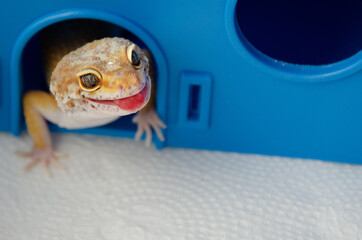 Concept of keeping lizard at home. Lizard shows its tongue. Funny pets. Adult Eublefar lizard licks its lips and peeking out of his plastic blue house. Background with animals with copy space.