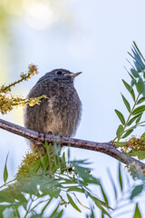 spotted flycatcher on a tree branch