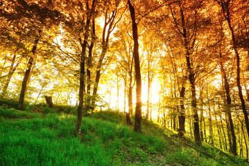 Forest trees. nature green wood sunlight backgrounds.