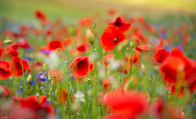 Field of blooming poppies and other wild flowers in summer