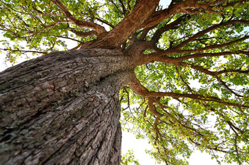 Vertical photo of an old tree.