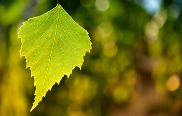 Birch leaf against green and orange background