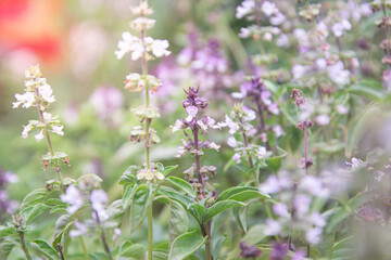 Fototapeta premium Hairy Basil Leaves and Flowers in the Garden