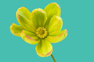 Green clematis with red tips isolated against cyan background