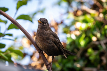 A Young Blackbird in the Spring Sunshine