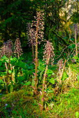 Knospen an Pestwurz, Bl&uuml;tenstand / Bl&uuml;ten Pestwurz (butterbur)