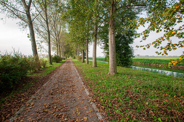 Bicycle track in the plain of northern Italy between two rows of trees and many fallen leaves