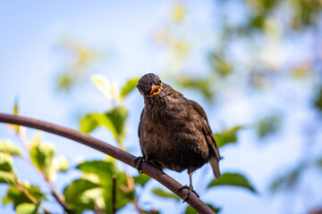 A Juvenile Blackbird Looking at the Camera