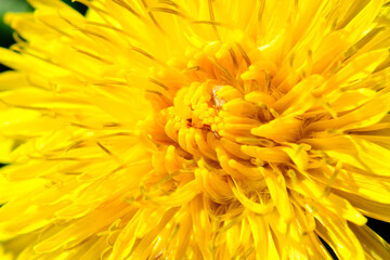 Macro of  Yellow Dandelion Flower