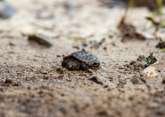 turtle on the beach