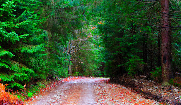 Path of pine and green fir forest in late autumn with leaves covering the ground.