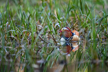Eine Mandarinente gut verborgen in der Ufervegetation eines Gewässers