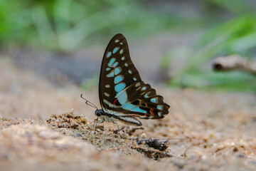 Common Jay butterfly on the ground, seen in a India.