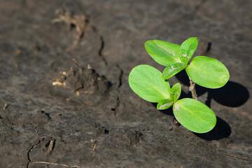 sprouting sunflower in early spring garden. two green sprouts, against the background of black soil. farming concept, planting in the field. selective focus, copy space. space for text, close-up