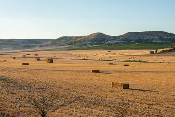 Obraz premium field sown with cereals on a sunny day with blue sky