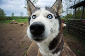 Blue-eyed husky poses for the camera. Portrait of the Siberian husky. Friendship forever.