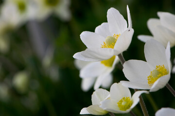 Anemone sylvestris. delicate flowers in the garden, in the flowerbed. floral background. beautiful delicate Anemone sylvestris. white flowers on a natural green background. close-up