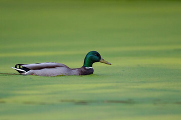 Ein Stockentenerpel schwimmt in einem Teppich aus Wasserlinsen
