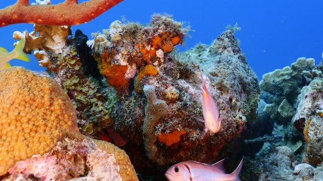 Seascape with Blackbar Soldierfish, coral and sponge in coral reef of Caribbean Sea, Curacao