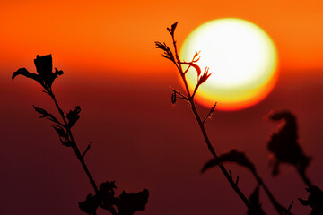 武甲山山頂から望む日の出