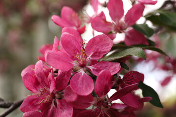 Beautiful cherry tree with pink blossoms outdoors, closeup. Spring season