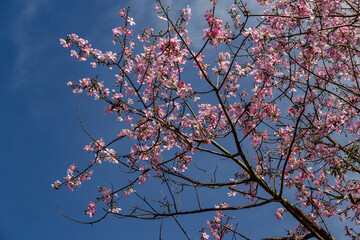 Galhos floridos de árvore chamada de 