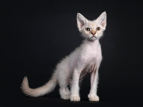 Cute Chocolate tabby tonkinese point LaPerm cat kitten, standing side ways. Looking away from camera with green to be eyes. Isolated on a black background.