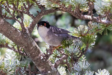 Sardinian Warbler on a tree branch