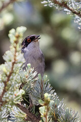 Sardinian Warbler on a tree branch
