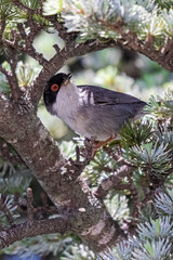 Sardinian Warbler on a tree branch