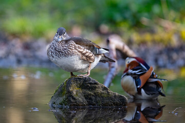 Ein Mandarinentenpaar