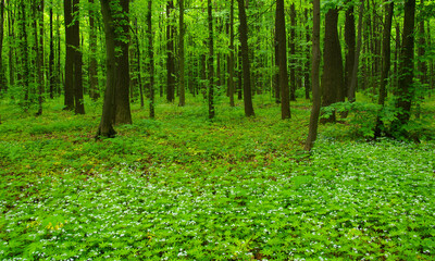 Obraz premium green forest in spring