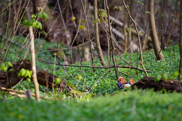Eine Mandarinente im Frühjahrswald unterwegs