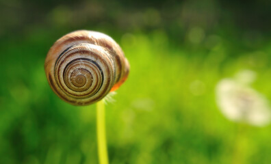 Snail shell hanging on a dandelion