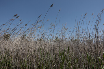 Obraz premium 파란 하늘 아래 갈대 숲