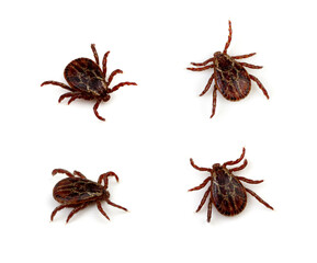 Tick isolated on white background