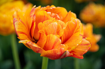 orange and yellow flower, double tulip 