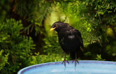 blackbird in the garden