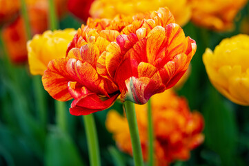 Orange and  yellow double tulip flower
