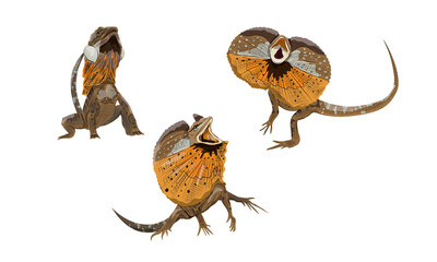 Set of Frilled Lizards Chlamydosaurus kingii or frill-necked lizard, frilled dragon or frilled agama. Wild reptiles of Australia and New Guinea. Realistic vector animal