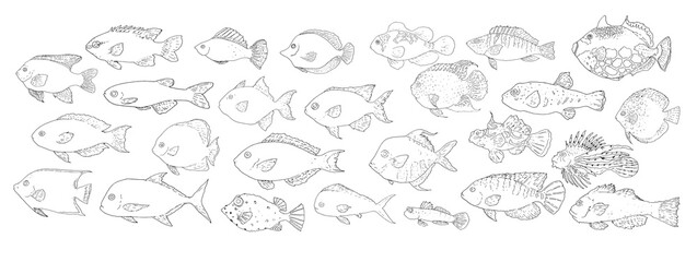 Vector sketch set of sea and river fish. Hand-drawn different types of edible and ornamental fish, different shapes black outline in sketch style on white background for design template, menu signage,
