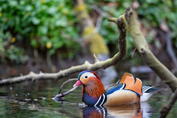 Eine Mandarinente