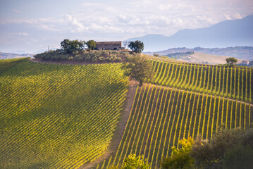 Fototapeta na wymiar Vineyards and winery on hills, farming and wine pruduction