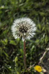 생명을 머금은 민들레 홀씨