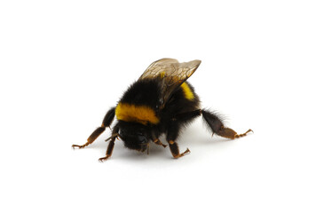 Bumblebee (Bombus) insect isolated on white