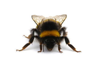 Buff-tailed bumblebee, Bombus, isolated on white