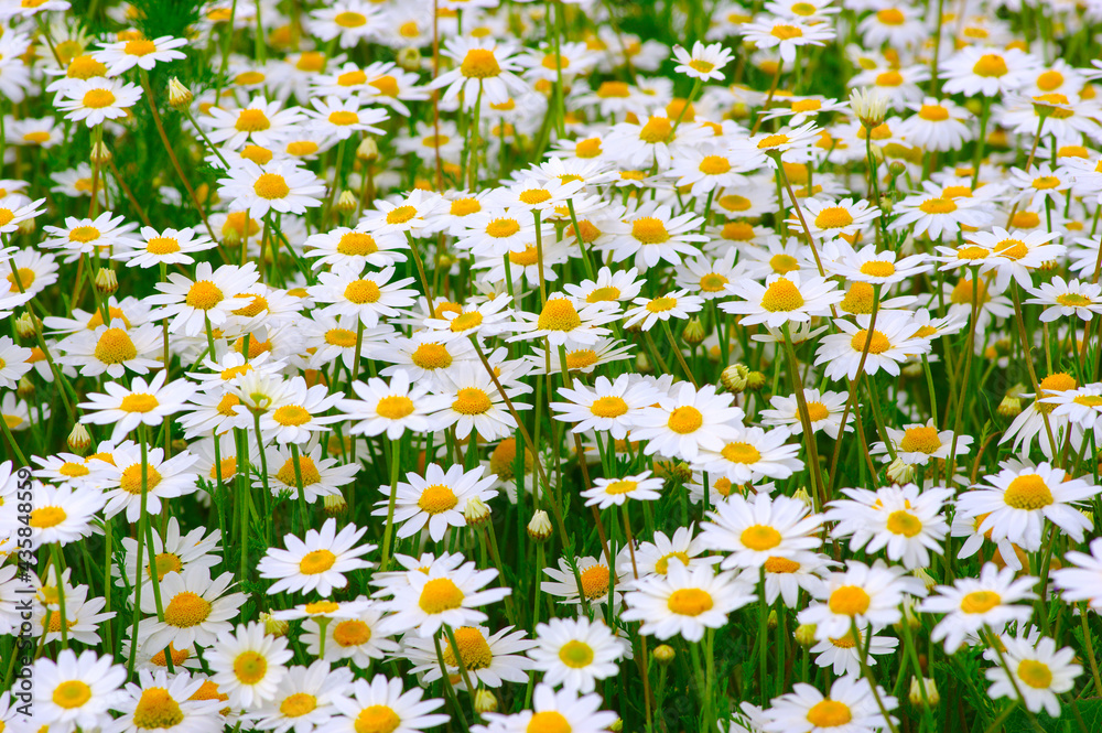 Poster White daisy on  field