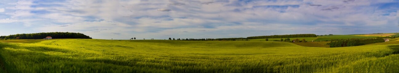 Großes Weizenfeld bei Wiesviller in Frankreich