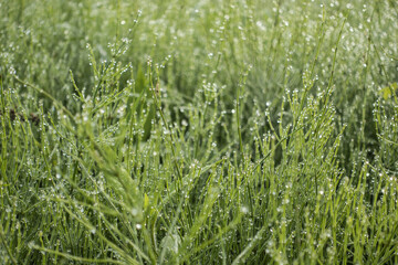 영롱한 아침이슬